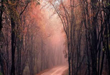 如何查询今日竞彩篮球开奖结果？